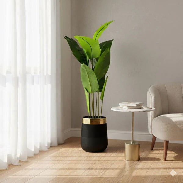 Banana Leaf Plant