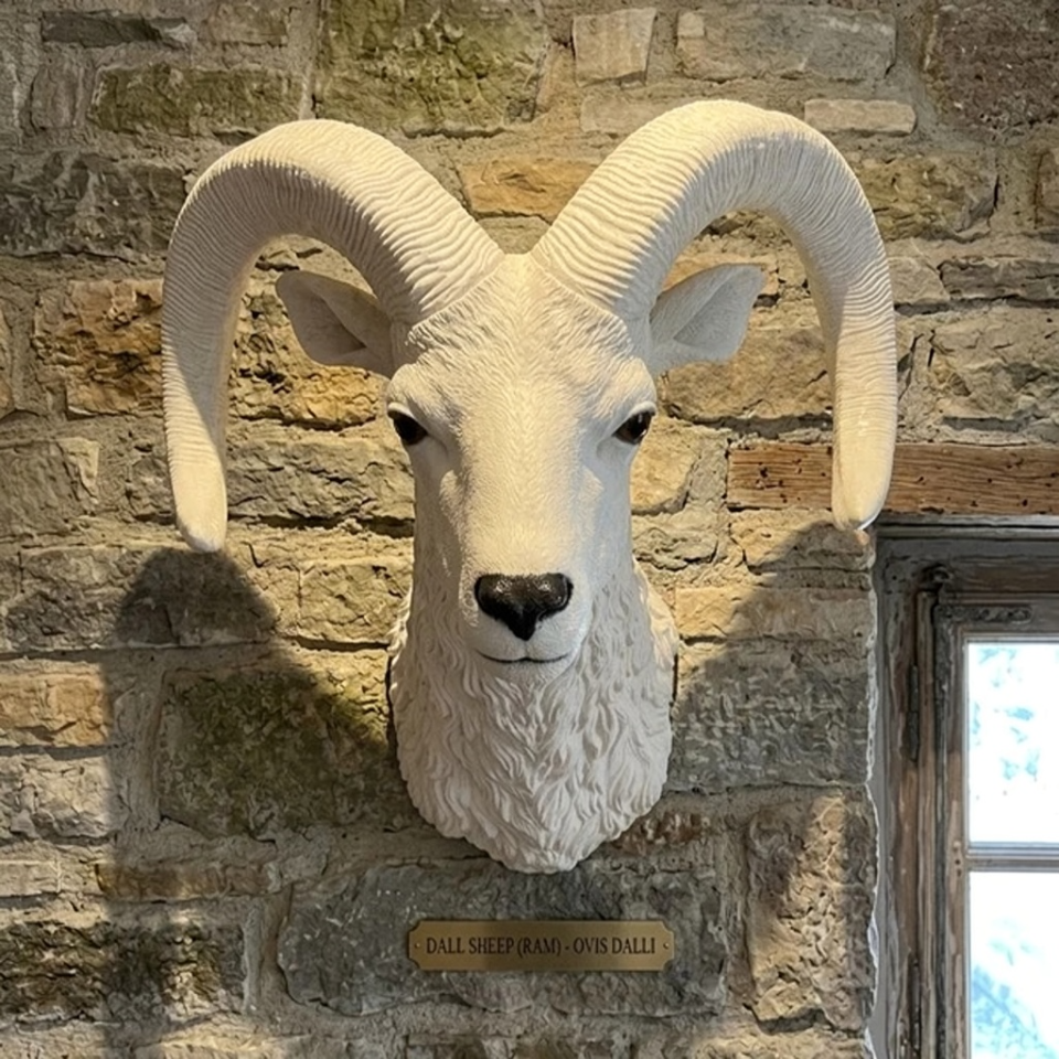 Sheep Shoulder Mount